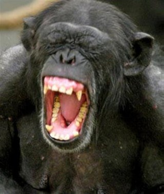 screaming-chimp